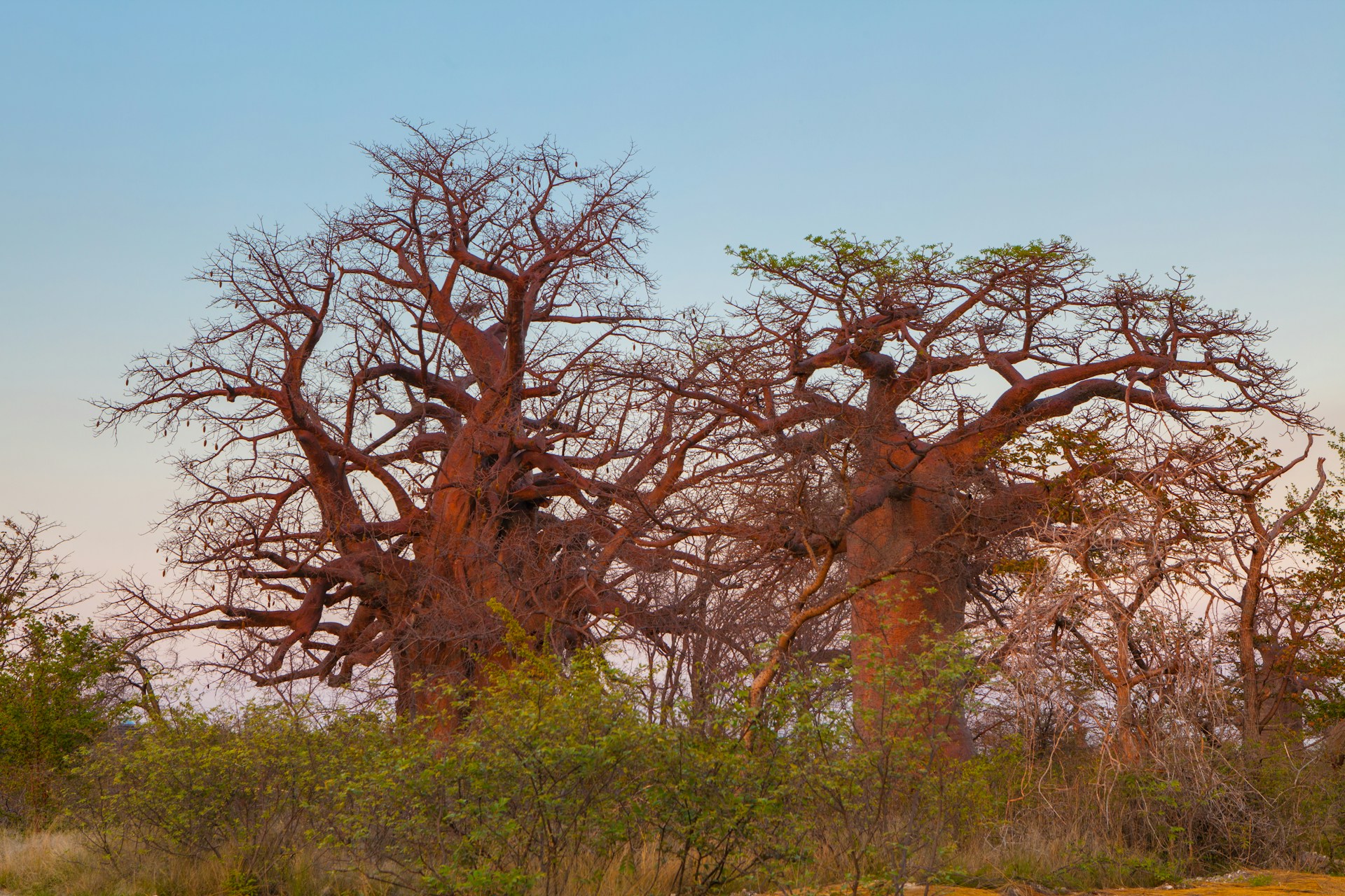 Baobabs