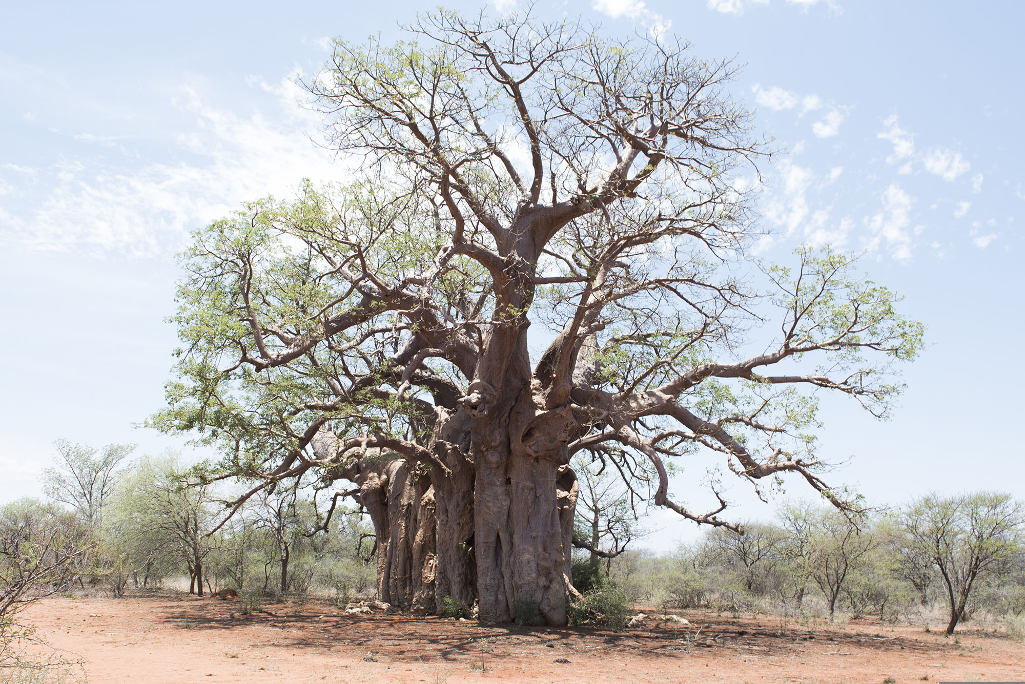 
A centuries-old baobab in the Kalahari, Botswana – a symbol of the dry savanna