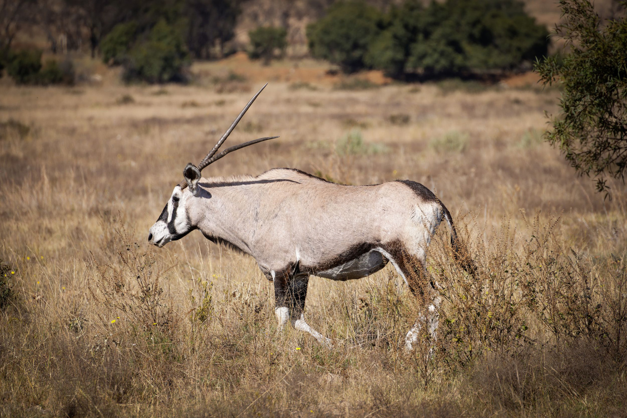 An oryx antelope in the dry grass of the Kalahari, Botswana