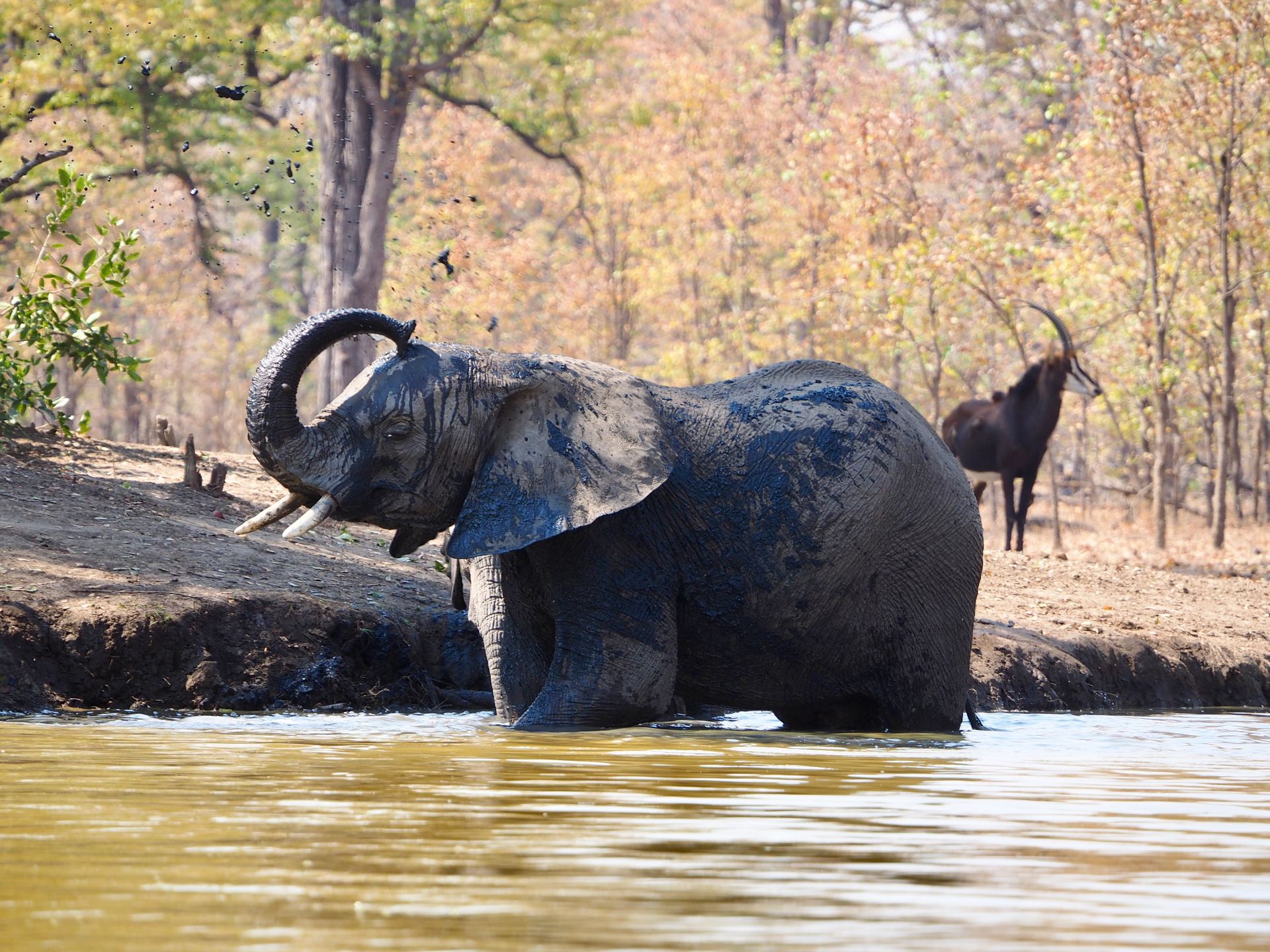An elephant bathing in the waterhole with a rare sable antelope in the background
