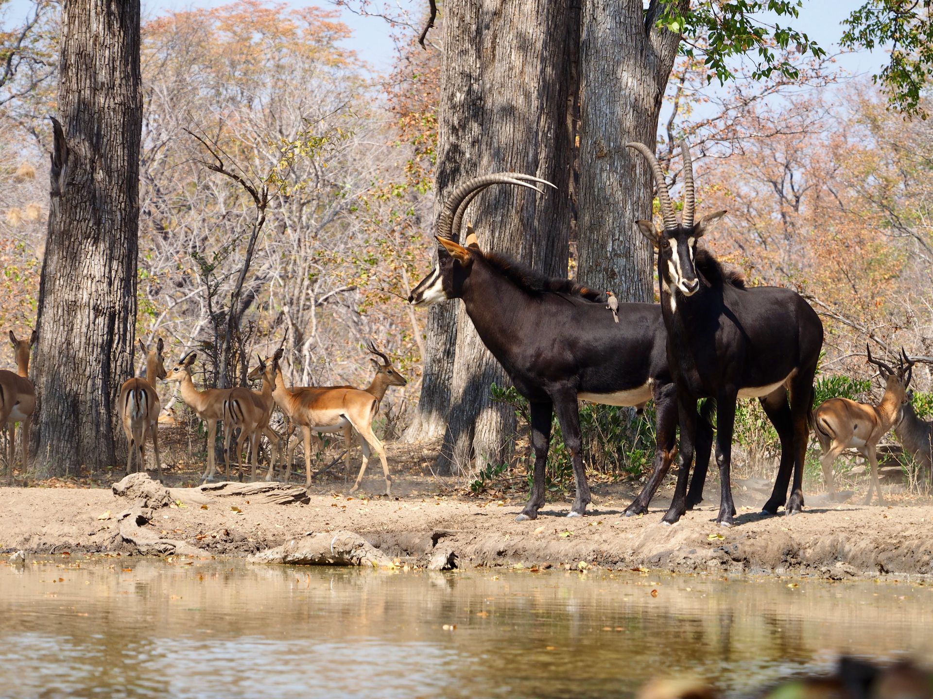 Sable antelope