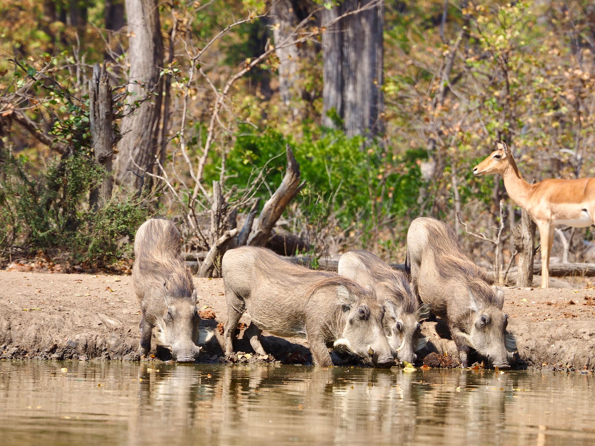 Warthogs at the waterhole
